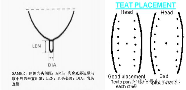 华扬带您认识母猪乳腺四母猪乳腺的选择及常见问题