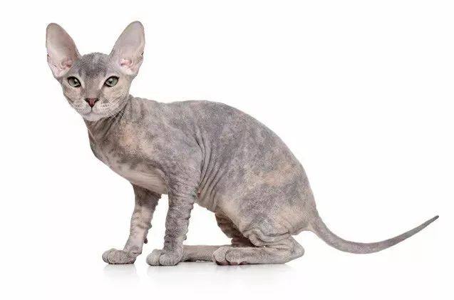 这个品种经常被人与斯芬克斯搞混,实际上东斯基猫是近乎"无毛"的品种