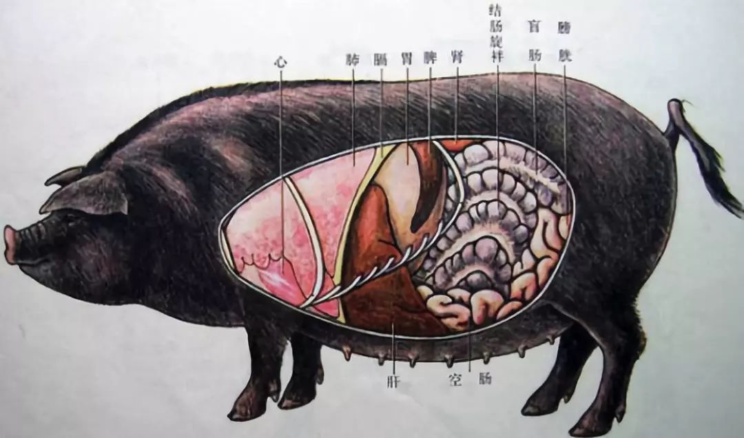 猪肺3小腰子也就是肾上腺,位于猪肾的上前方,吃小腰子会出现头晕,眼花