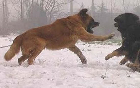 藏獒瘋狂挑釁高加索犬，高加索掙脫鎖鏈與其大戰，結局出人意料！ 萌寵 第2張