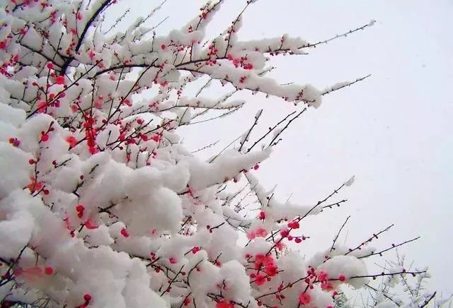 当雪花爱上梅花(真美)