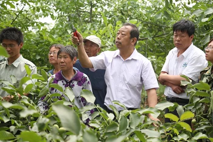 临城绿岭老总_临城绿岭核桃小镇(2)