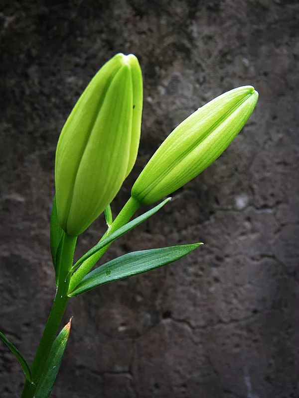 心田上的百合花开