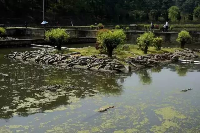 中国鳄鱼湖景区