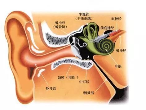 除了天价开颅关于人工耳蜗你还了解多少