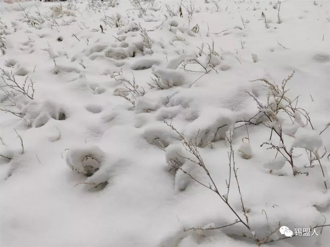 冬天到锡林郭勒来看雪