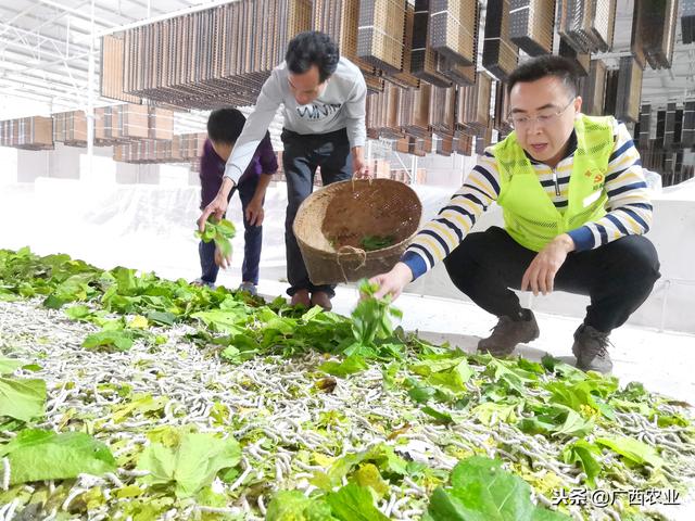 天等福新人口_天等立屯新(2)