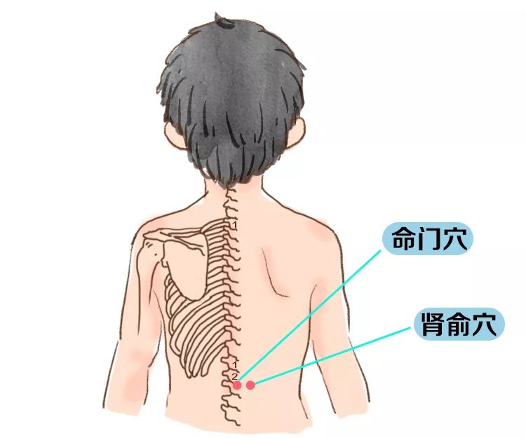 肾俞穴定位:第二腰椎棘突旁开1.5寸处为肾俞穴.