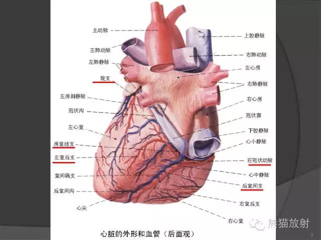 作为心血管医生,必须掌握的冠脉解剖基础!_心脏