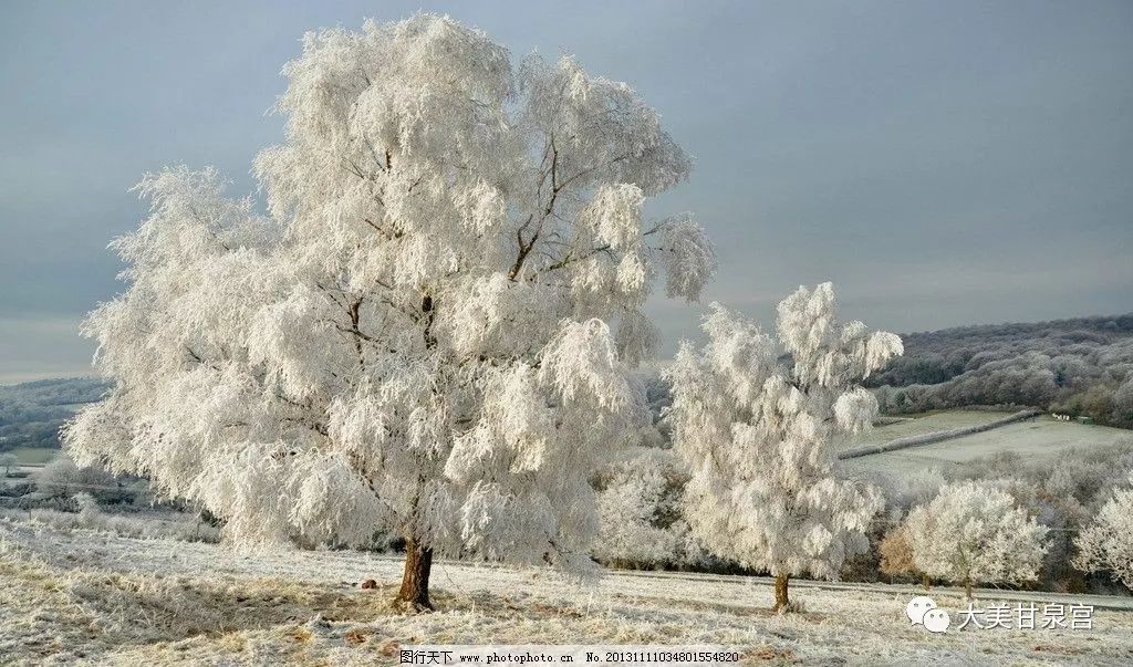 高中梅:雪韵无声