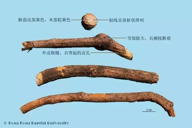 【中药】百信医考通老师带领您每天记一味中药——木通