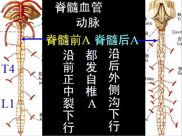 【医学科普】脊柱脊髓解剖(高清大图)
