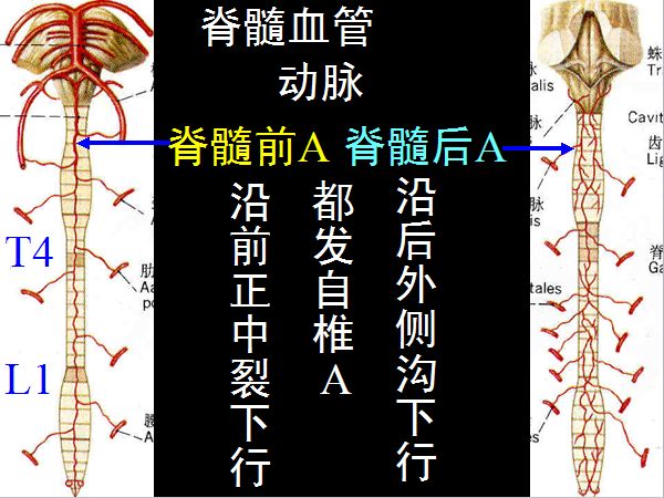 医学科普脊柱脊髓解剖高清大图