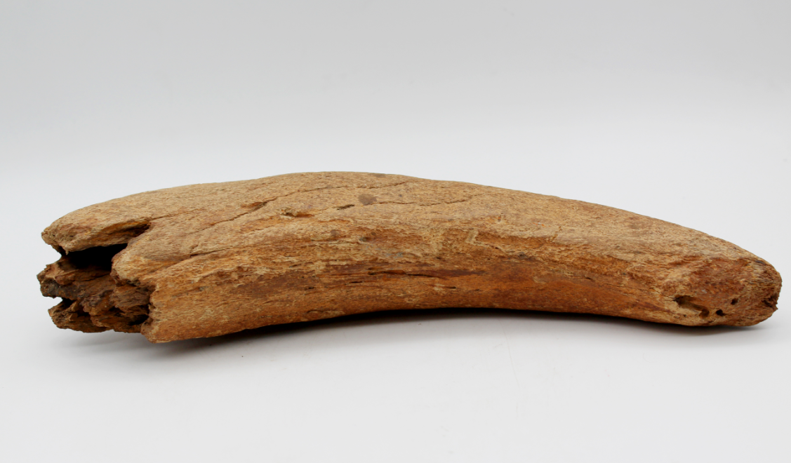 罕见珍宝猛犸象牙化石