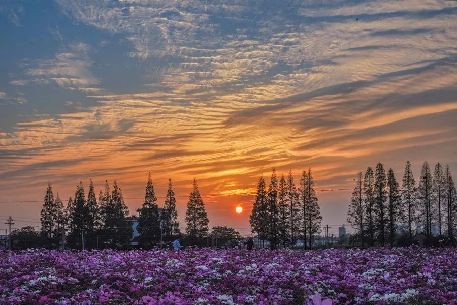 《花海夕阳好风光 》