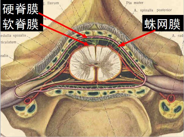 医学科普脊柱脊髓解剖高清大图