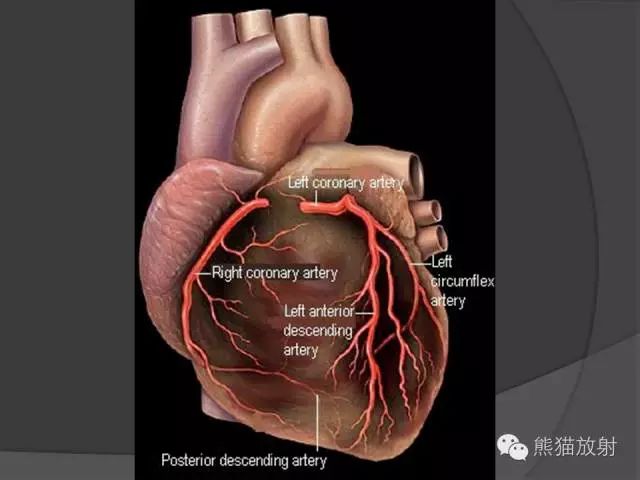 英文解剖图冠状动脉分段方法冠状动脉cta解剖名称缩写冠状动脉分支