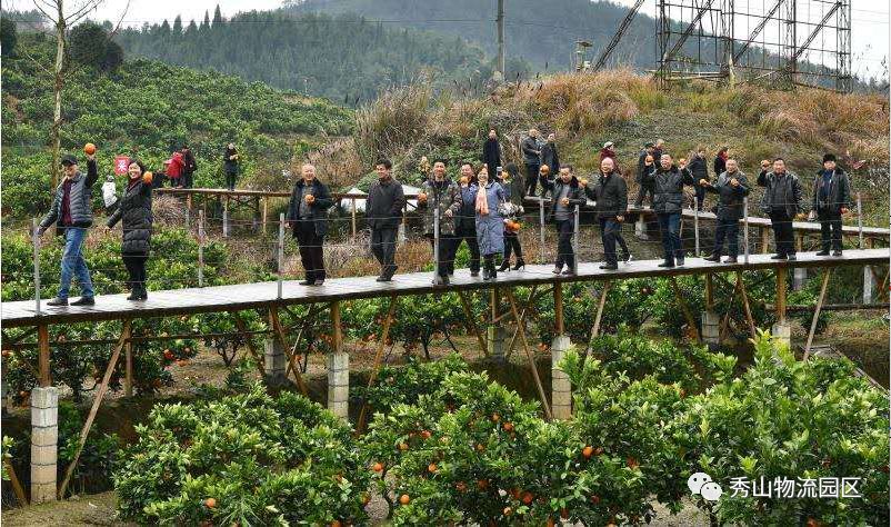 有一种大家都喜欢的旅游方式叫到秀山麻雀坡生态农场摘脐橙