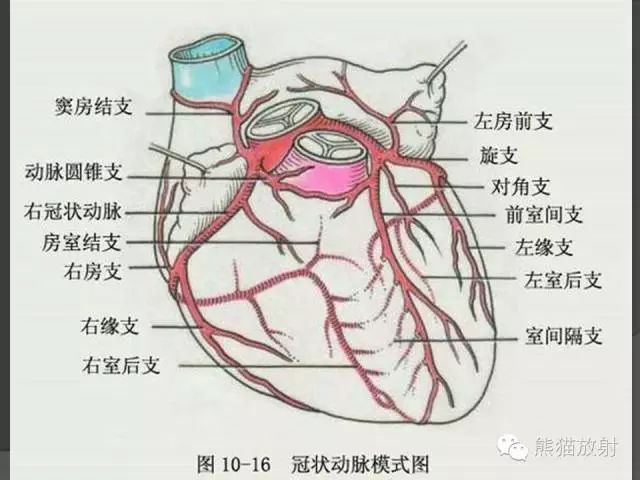心脏系统解剖图 左冠状动脉为一短干,发自左主动脉窦,经肺动脉起什靠