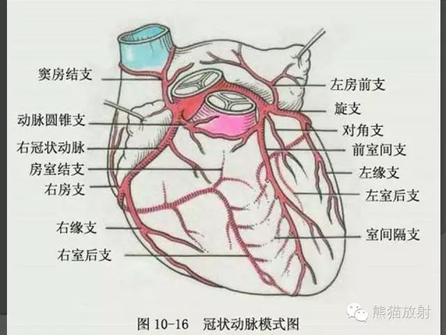 沿冠状沟向左前方行3～5mm后,立即分为前室间支(前降支)和旋支,二者