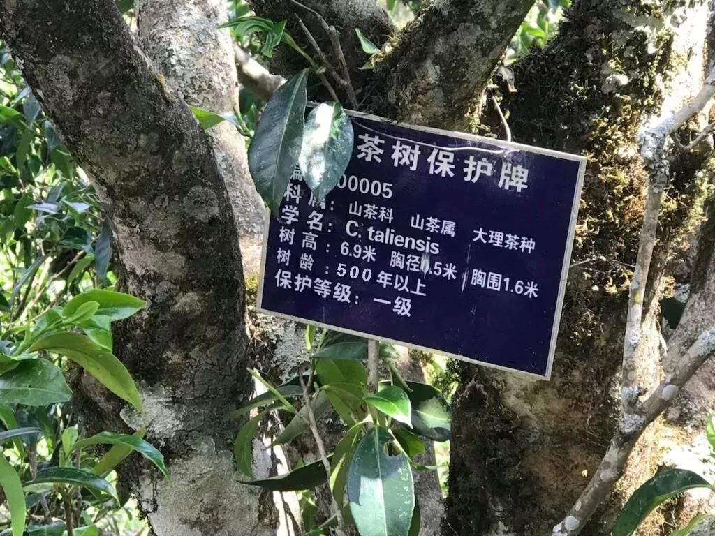 福缘道的古茶园