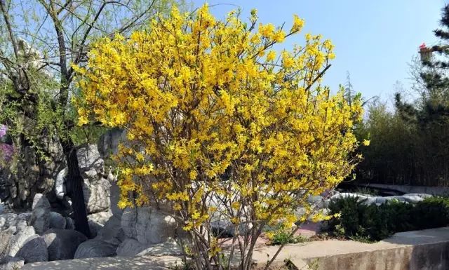 许多用于北方露地绿化的花灌木都可以用于屋顶绿化.