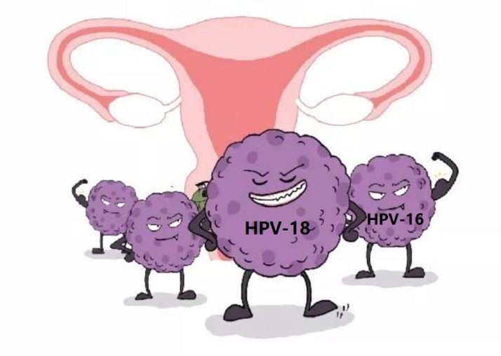 hpv感染在一系列其它癌症中所占比例为1:肛门癌(88%),外阴癌(15-48%
