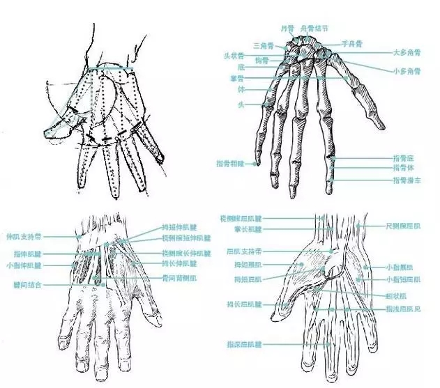 手部结构包括腕,掌,指三部分,刻画时要注意先整体分大块面,再细分各