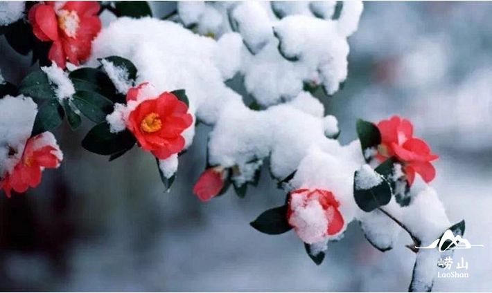 绛为红,"绛雪"意即红色的雪 值瑞雪飞舞之际其花最盛 届时瑞雪,红花