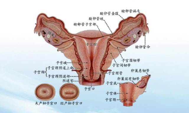 "黑手"一:女性生殖系统解剖结构异常