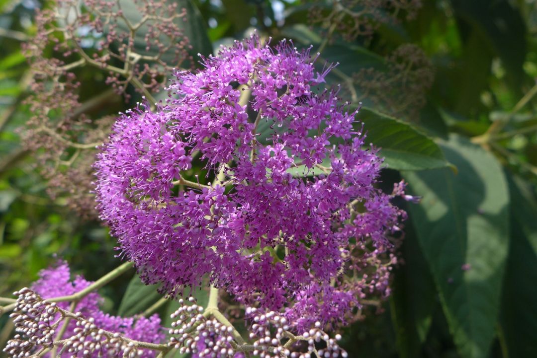 裸花紫珠( callicarpa nudiflora) 报名方式