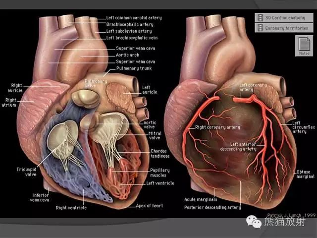 心脏系统解剖图 左冠状动脉为一短干,发自左主动脉窦,经肺动脉起什靠
