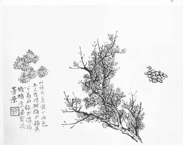 苍穹古树,傲雪劲柏!画法样稿图!