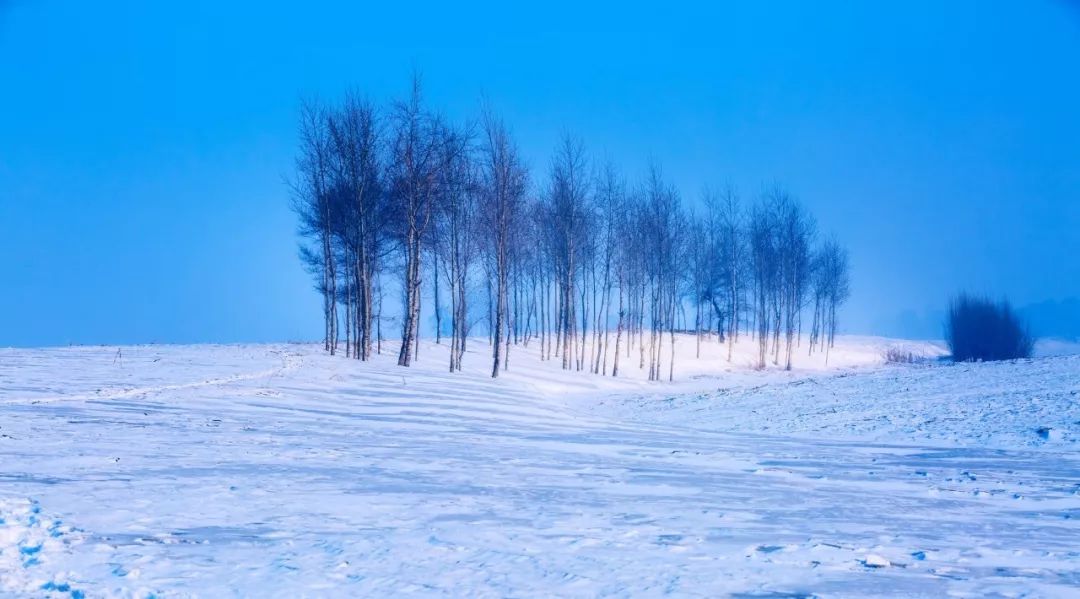 成语什么什么什么雪_雪菜是什么菜图片(5)