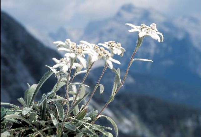 奥地利的国花是雪绒花,它是阿尔卑斯山独有的花卉,凝聚着阿尔卑斯山的