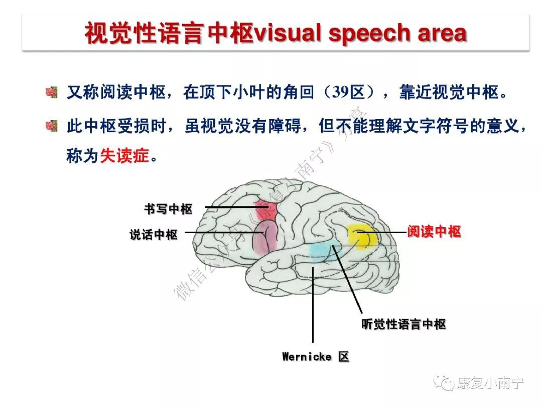 【康知了】大脑皮质功能分区,超赞的神经康复必备图!