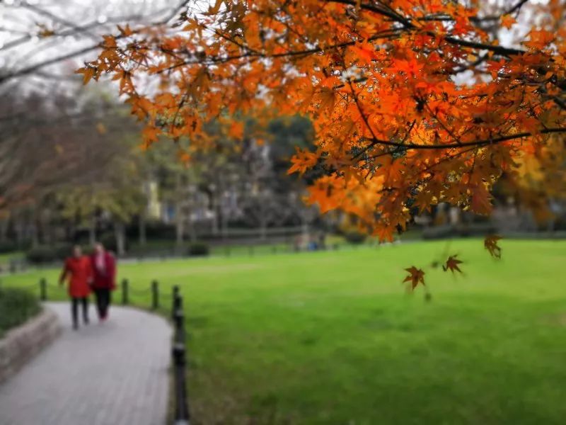 新民摄友延中绿地枫叶