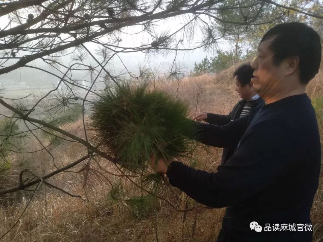 麻城八景定惠海棠