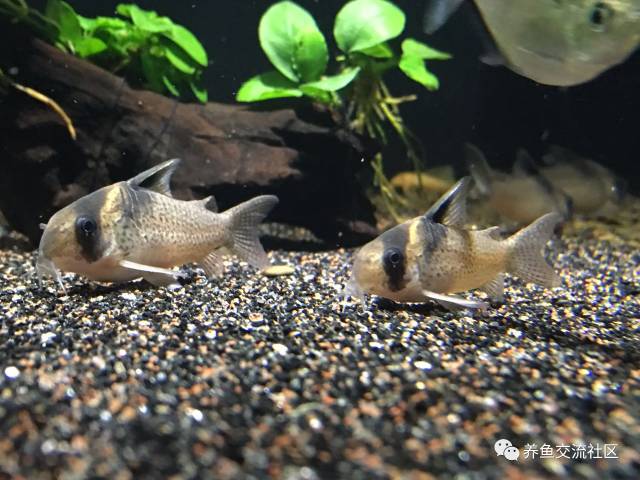 cw098 别名:塔巴赫斯短吻双色鼠 cw104 学名:corydoras