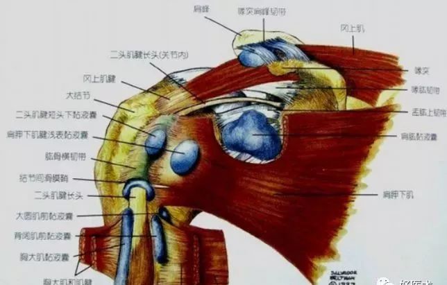 肩胛下肌滑囊三角肌下滑囊肩峰下滑囊(五)滑囊(图片可点击放大查看)