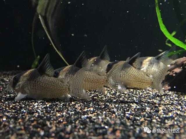 cw098 别名:塔巴赫斯短吻双色鼠 cw104 学名:corydoras