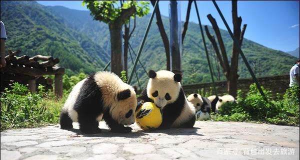 法國一家人氣慘淡的動物園，但卻被一只中國熊貓，創下人氣最高峰 旅行 第3張