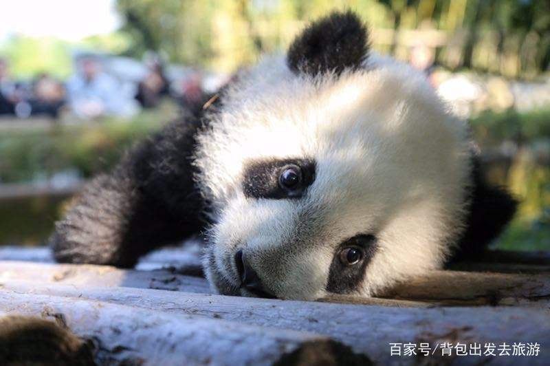 法國一家人氣慘淡的動物園，但卻被一只中國熊貓，創下人氣最高峰 旅行 第2張