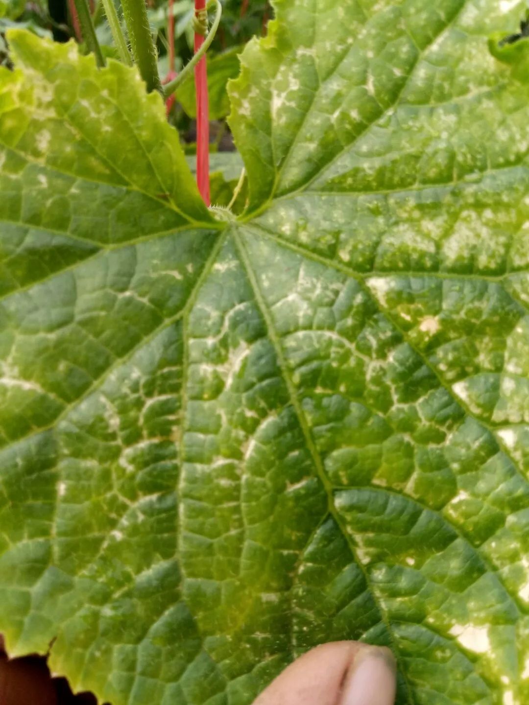 黄瓜药害症状