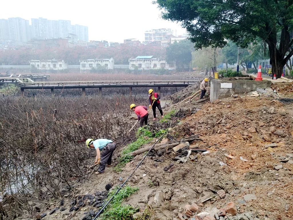 新增环湖道路,完善配套设施 | 潘塘荷花池改造预计元旦前完成