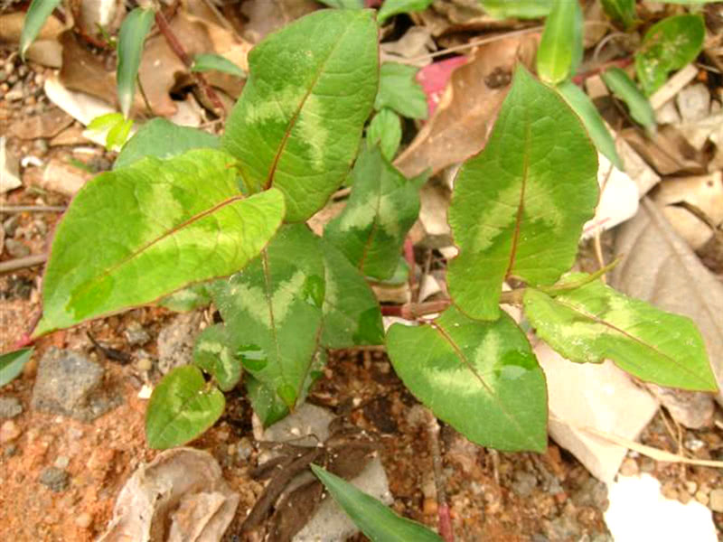 一种植物野草,人称"白饭藤,可用于毒蛇咬伤,若见到,请珍惜