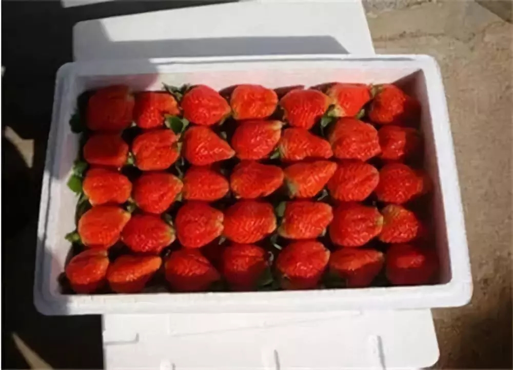 这才是真正的草莓包装大全速速分享收藏