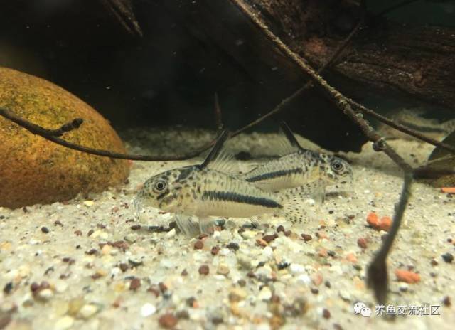 cw098 别名:塔巴赫斯短吻双色鼠 cw104 学名:corydoras sp.