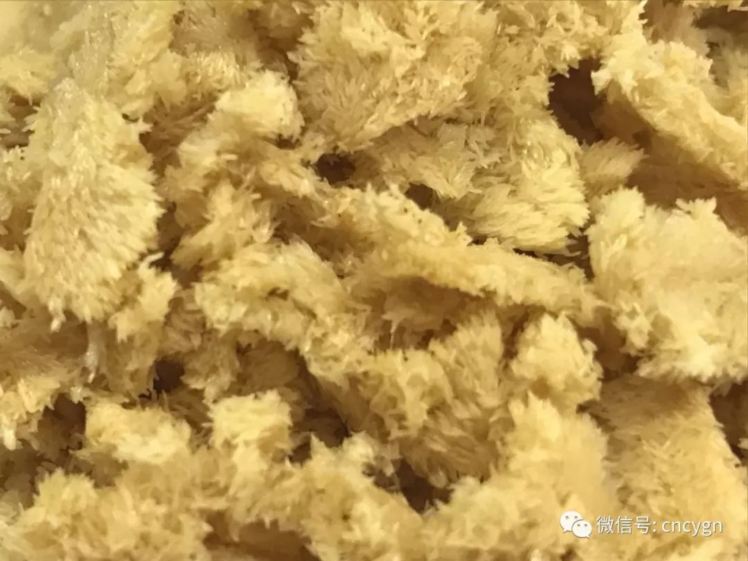 大量供应黑水虻虫卵