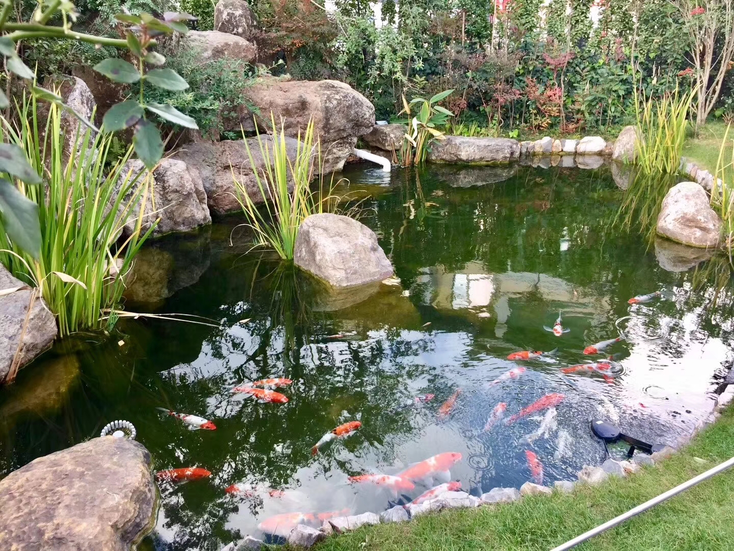 是什么让庭院池塘如此的美妙动人,是什么让池中锦鲤那么的欢快活跃?
